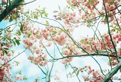 晚安心语:带上最美的笑容且行且珍惜 (5)