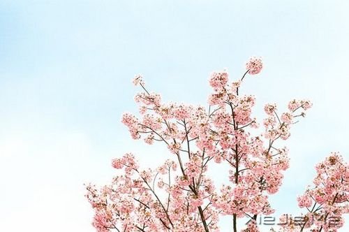 早安心语:生命中有风有雨,也有阳光 (3)